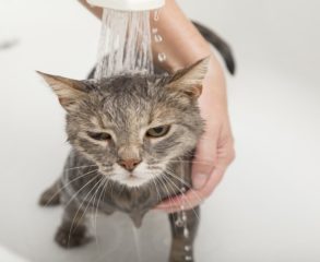 Complet Cat Grooming Service NJ