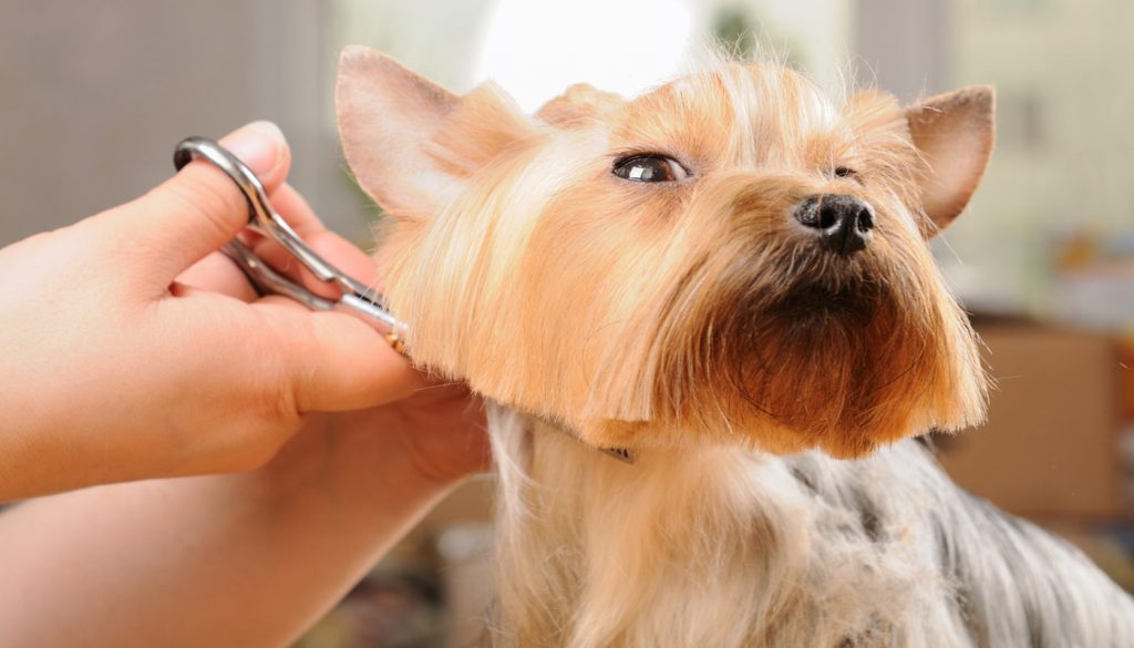 haircuts for terrier dogs