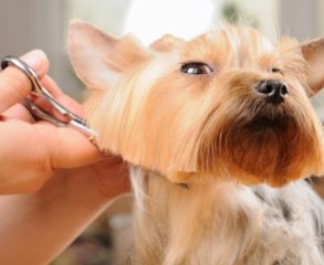 Dog Haircut services in englewood cliffs, NJ